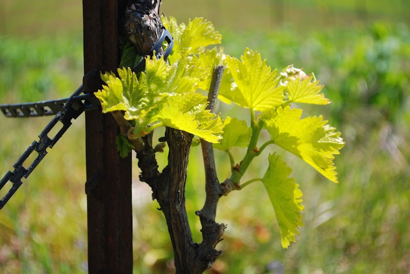 Loma Seca Vineyards photo 4