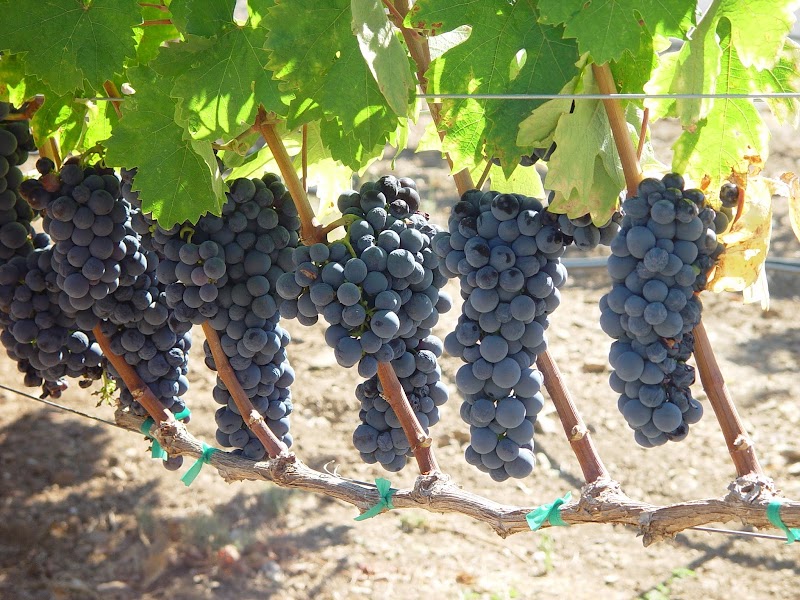 Rock Creek Vineyard photo 1