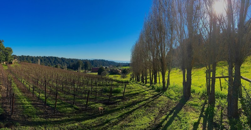 Soquel Vineyards photo 1
