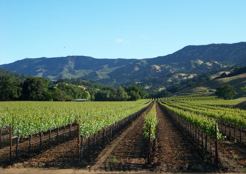 Wooden Valley Winery photo 1