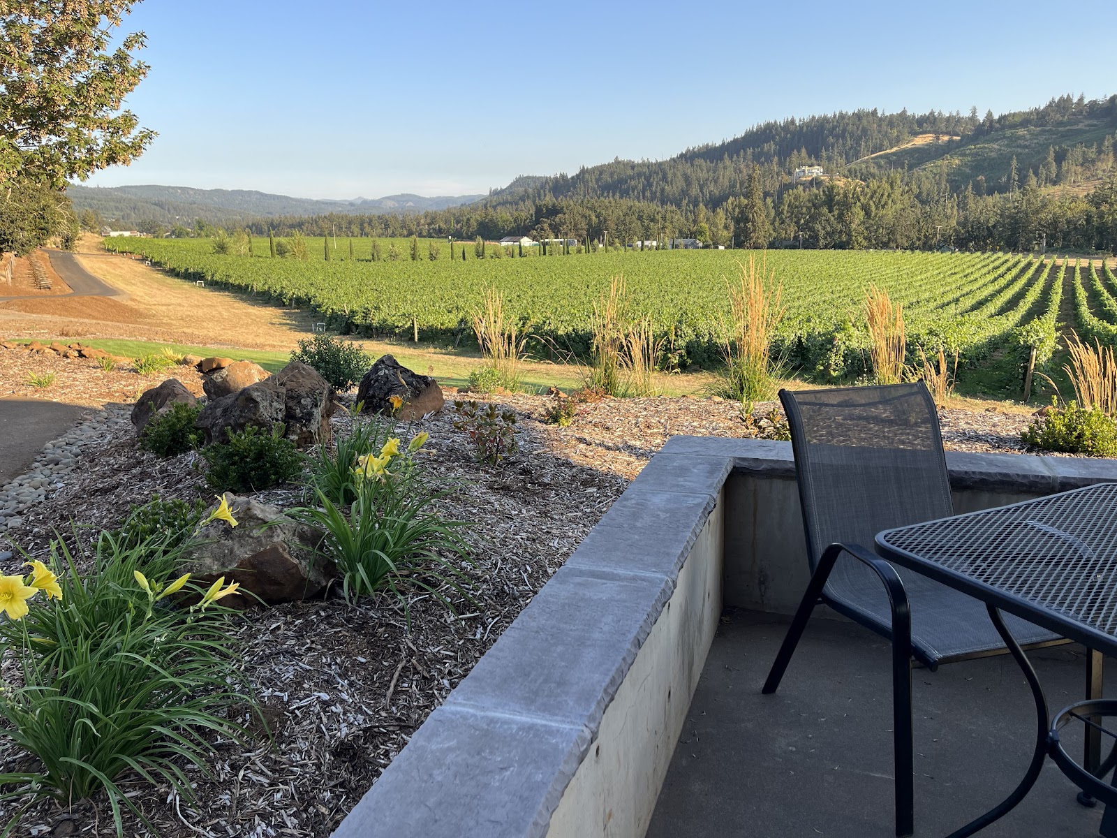 Paradis Vineyards photo 5