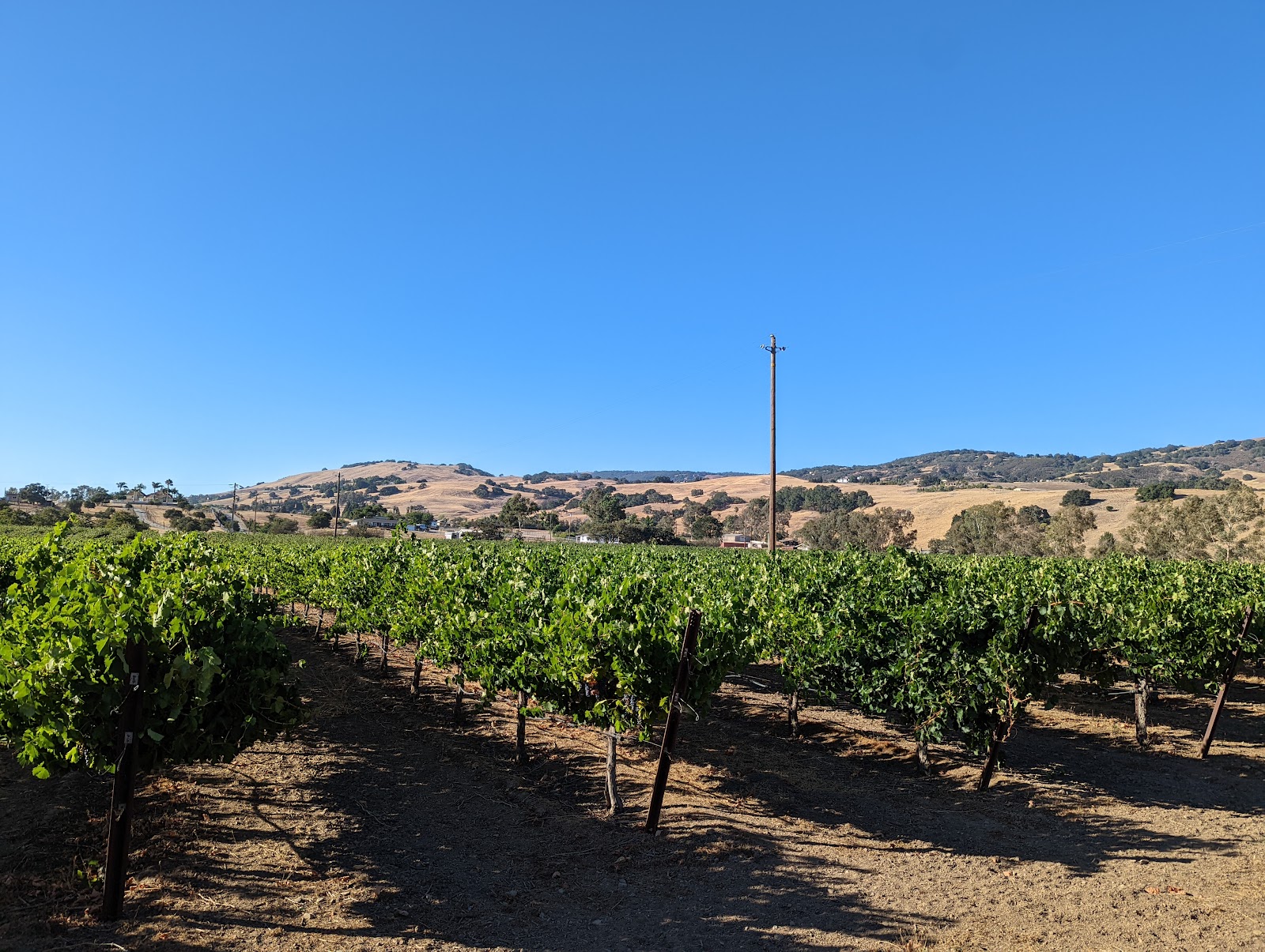 Cinnabar Winery photo 4