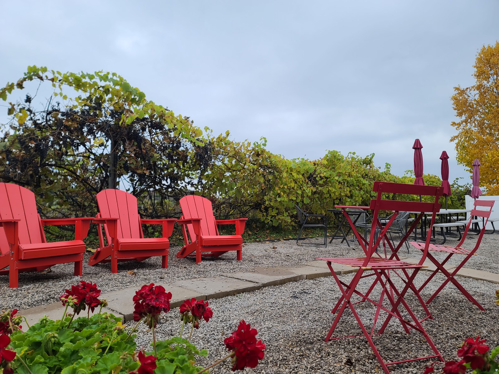 Tabone Vineyards photo 5