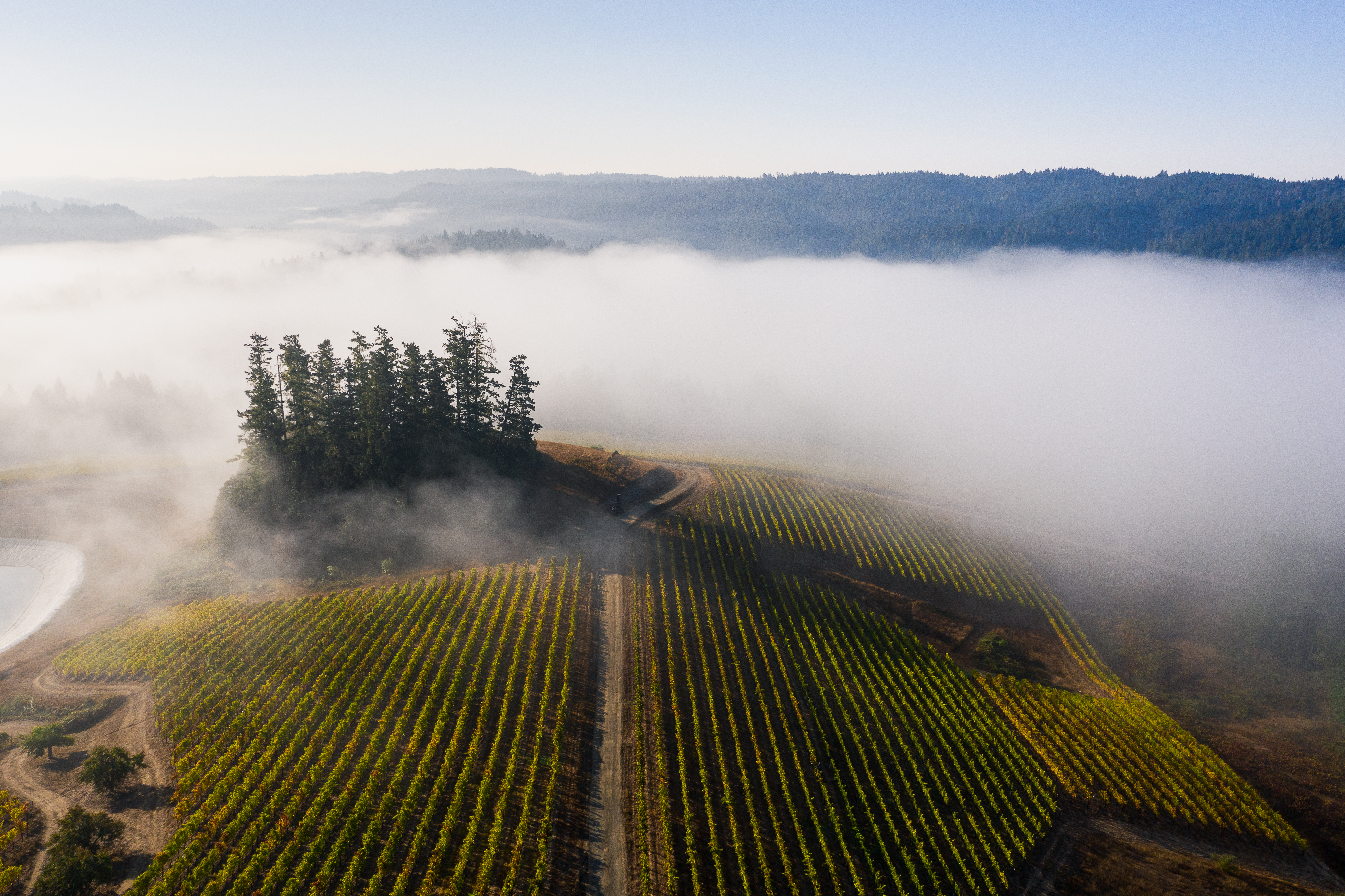 Peay Vineyards photo 7