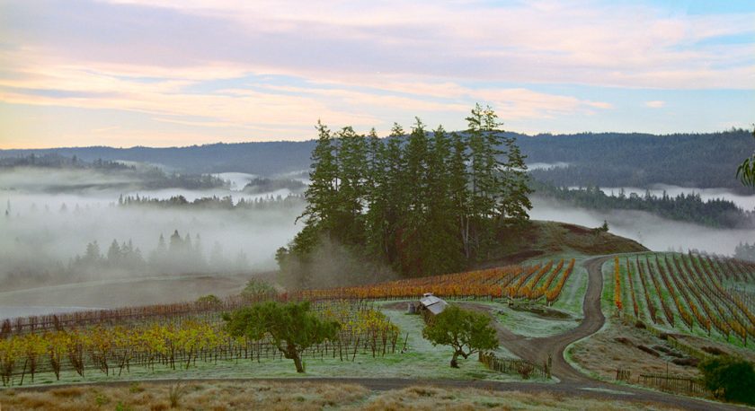 Peay Vineyards photo 12