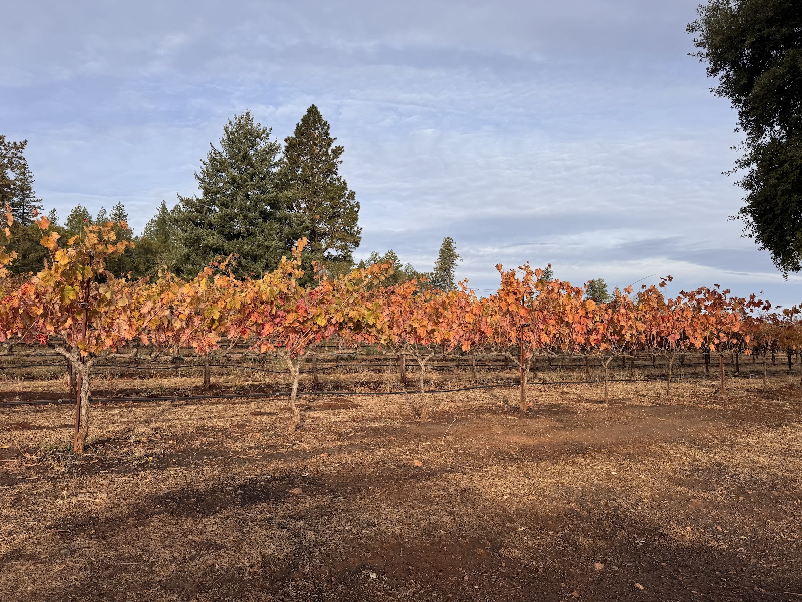 Red Thread Wines photo 4