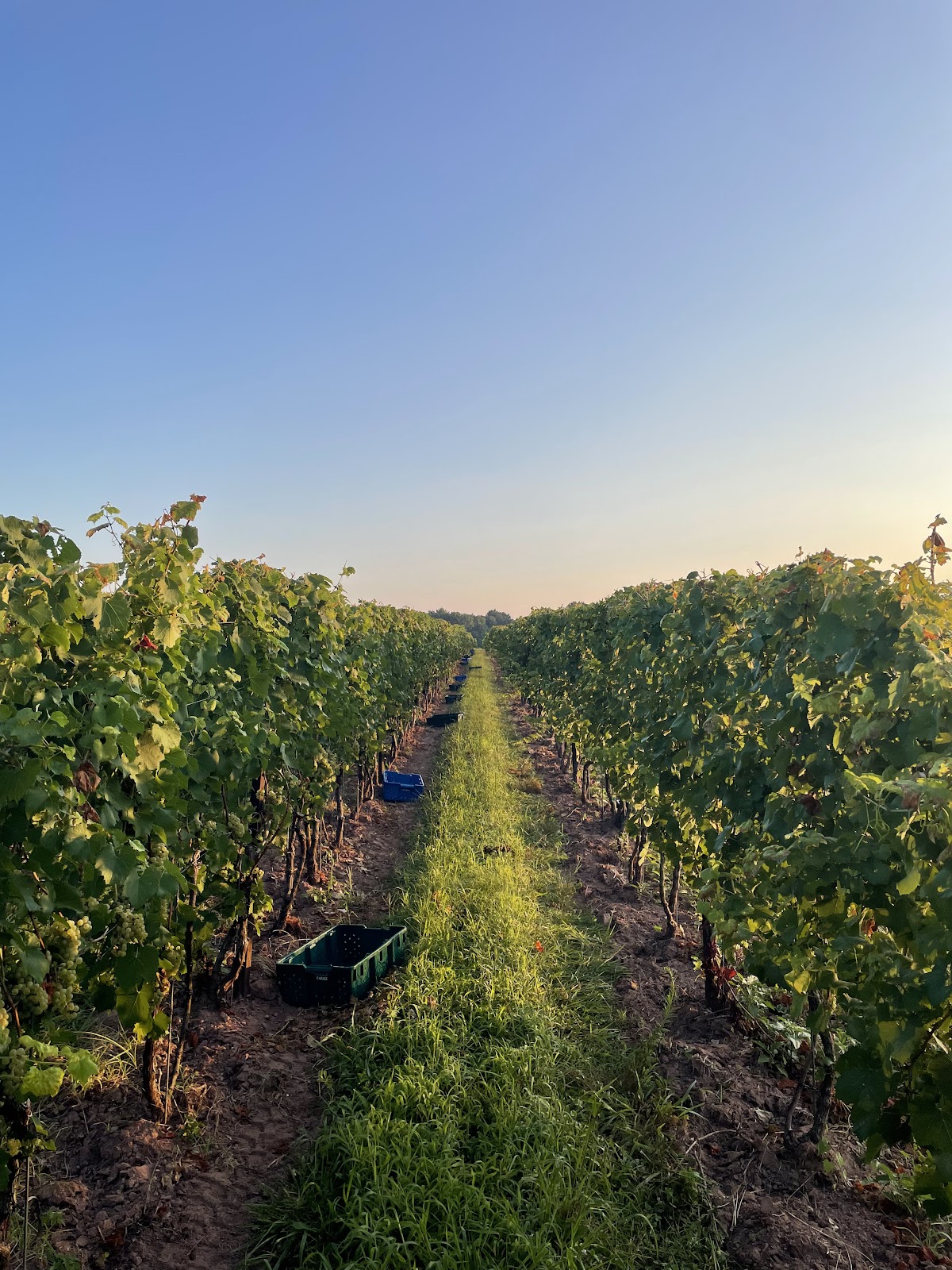 Windridge Vineyards photo 6