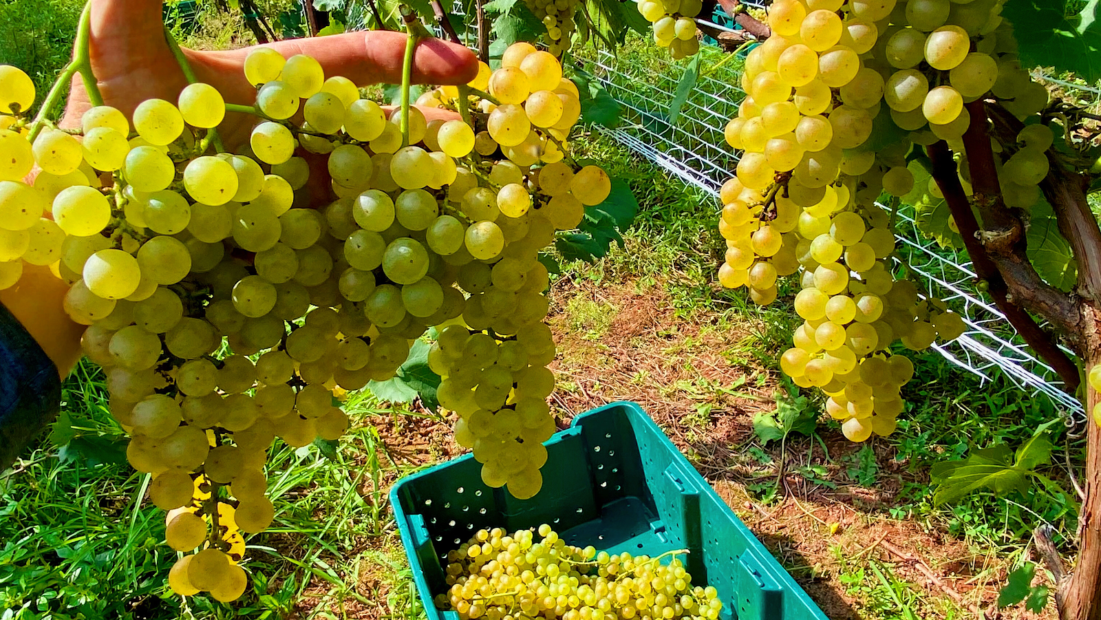 Windridge Vineyards photo 1