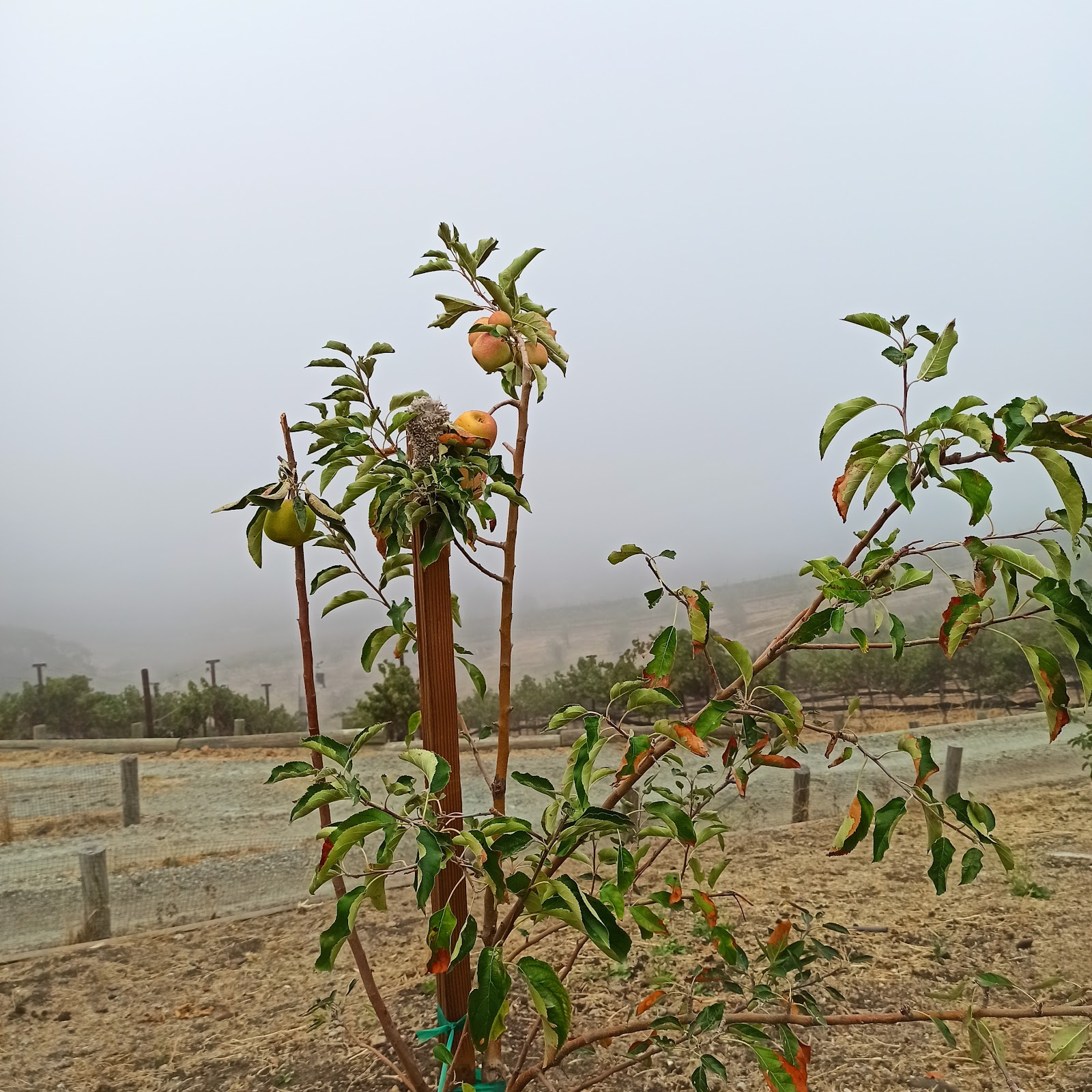 Moose Mountain Vineyards photo 4
