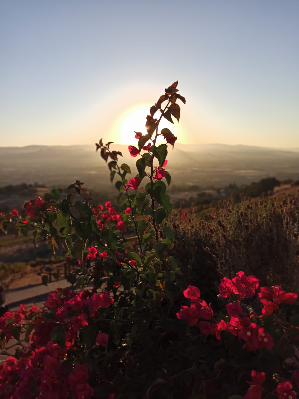 Moose Mountain Vineyards photo 5