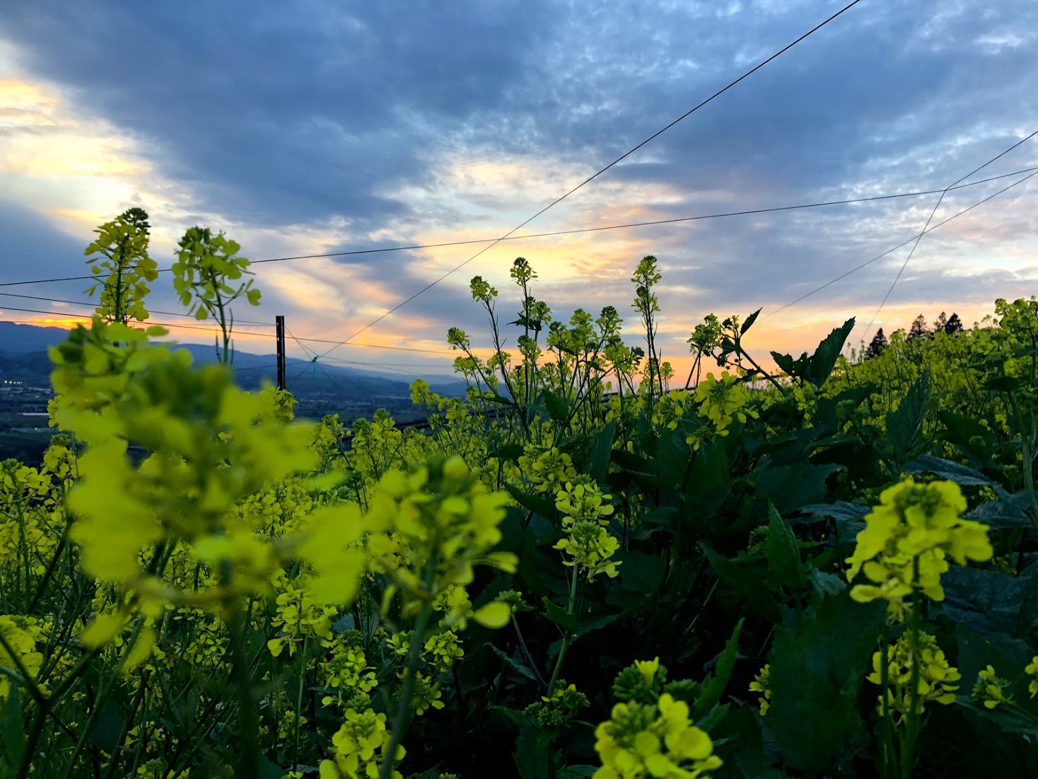 Moose Mountain Vineyards photo 6