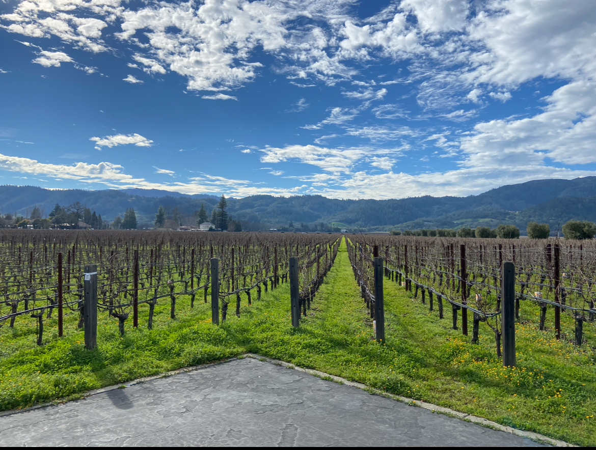 Opus One photo 6