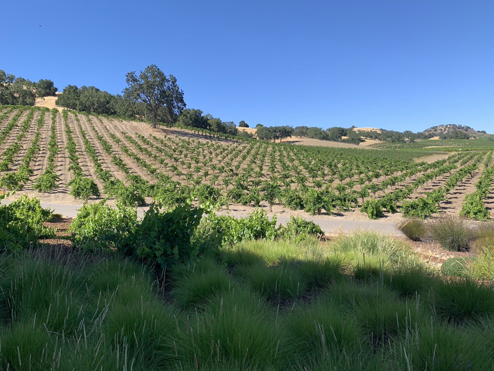 Halter Ranch photo 4
