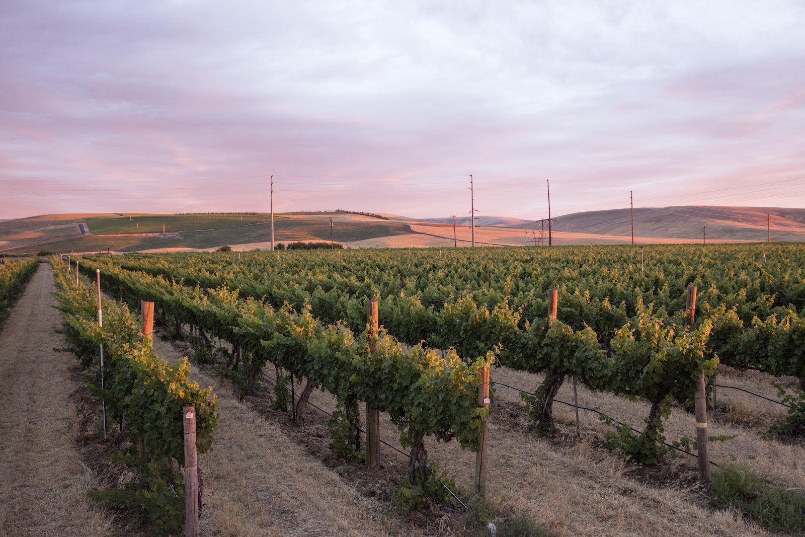 Seven Hills Winery photo 1