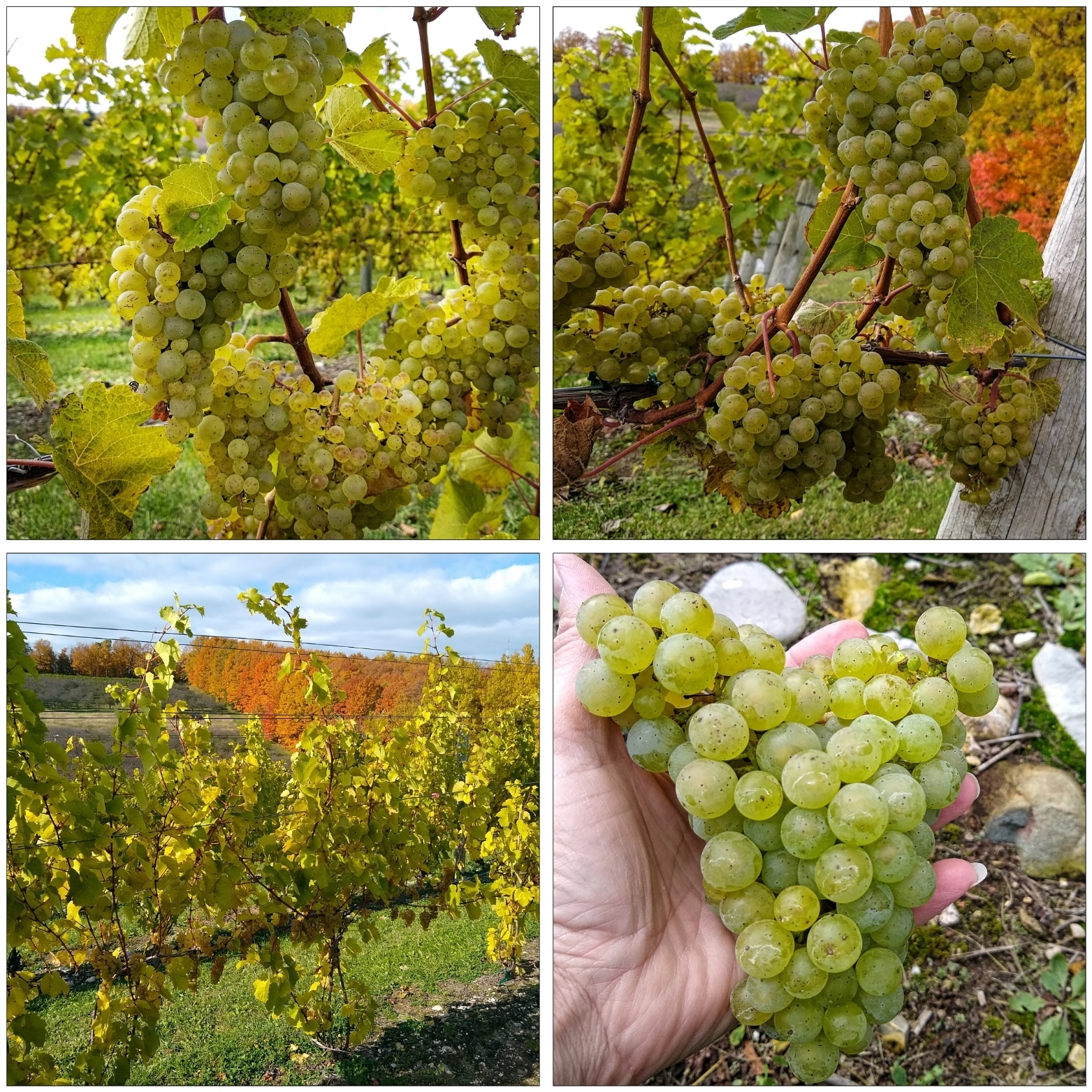 Laurentide Winery photo 4