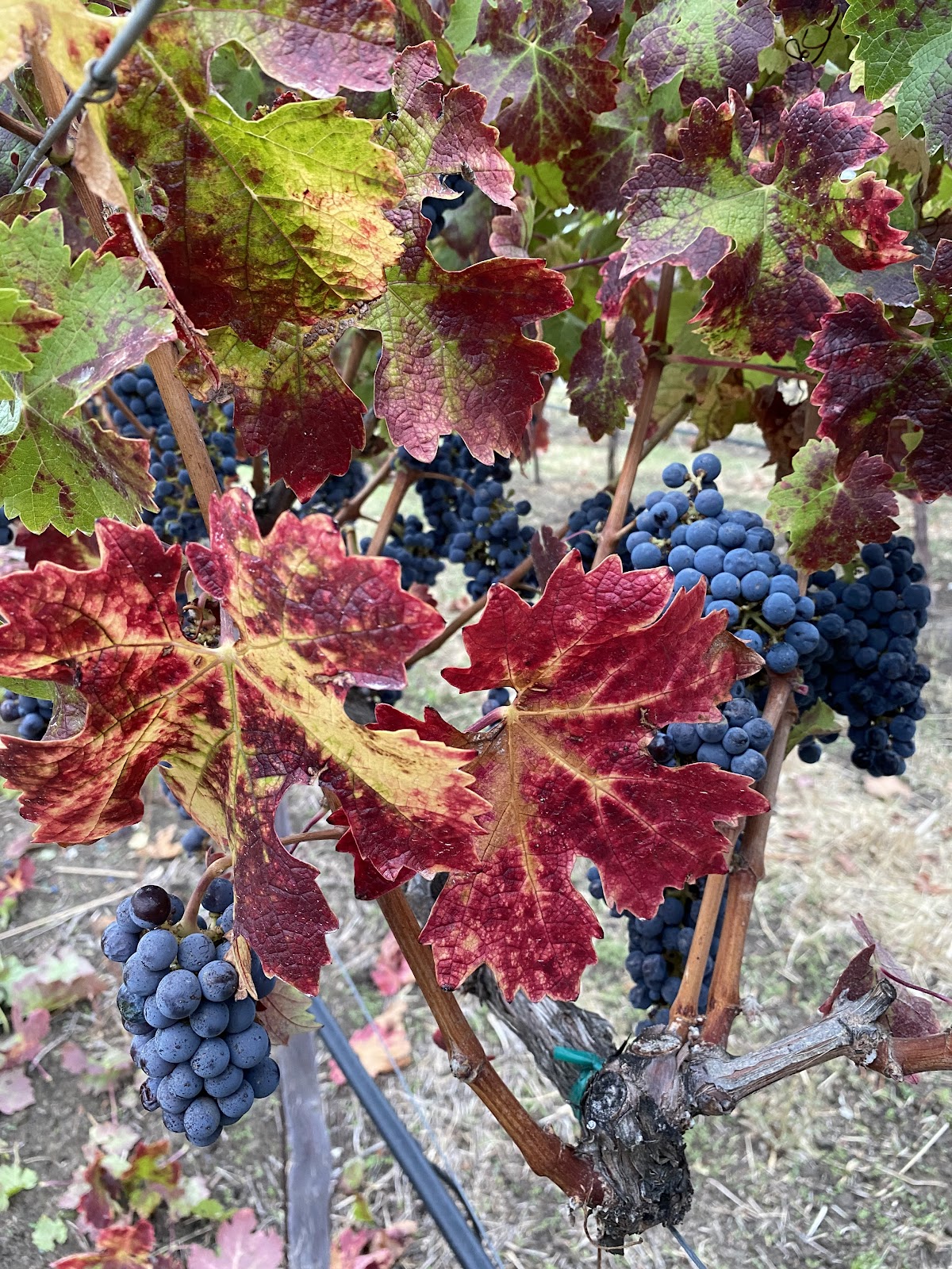 L&M Vineyard photo 4