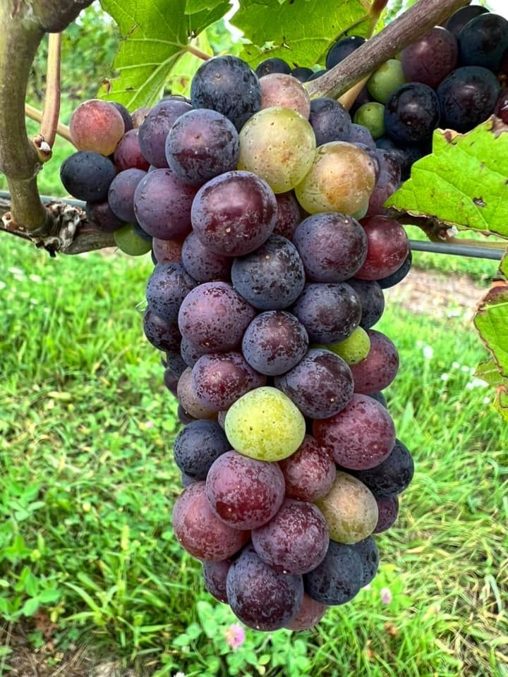 Good Harbor Vineyards photo 5