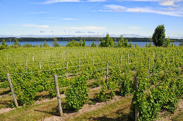 Bel Lago Vineyard & Winery photo 1