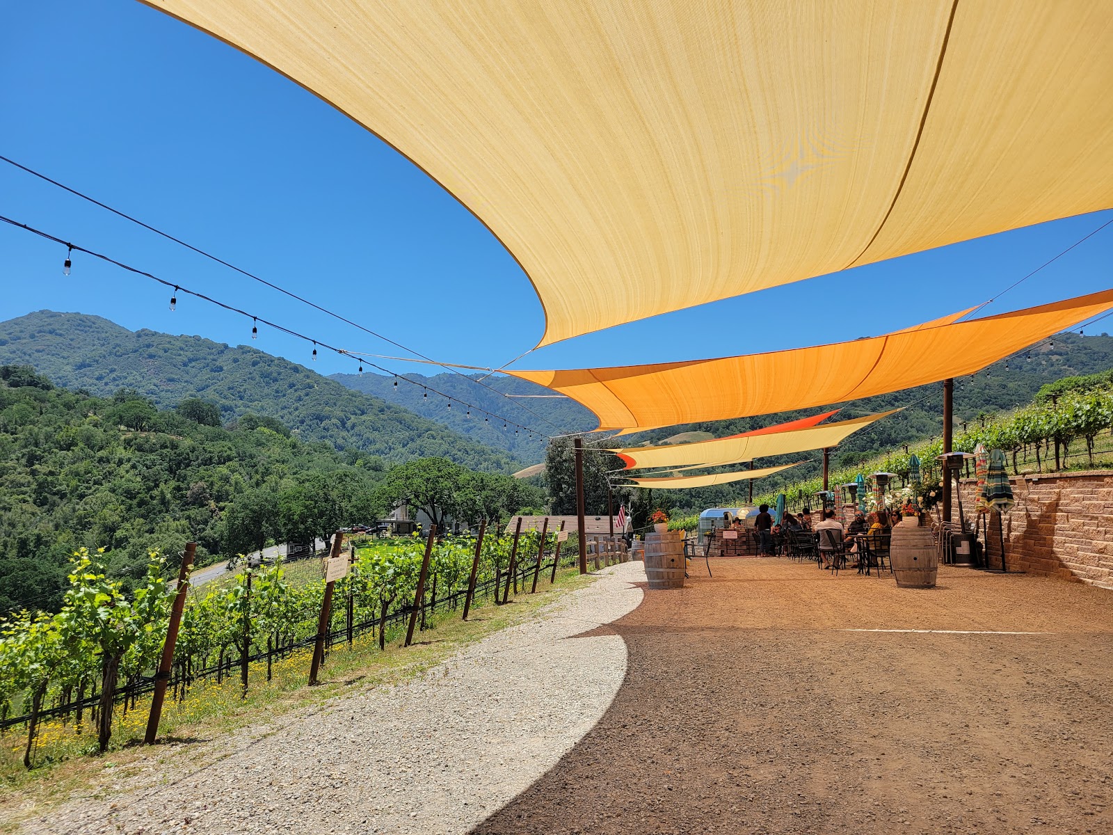 Alamitos Vineyards photo 4