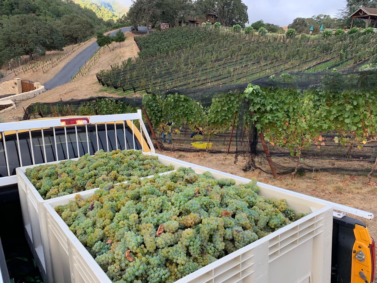 Alamitos Vineyards photo 6
