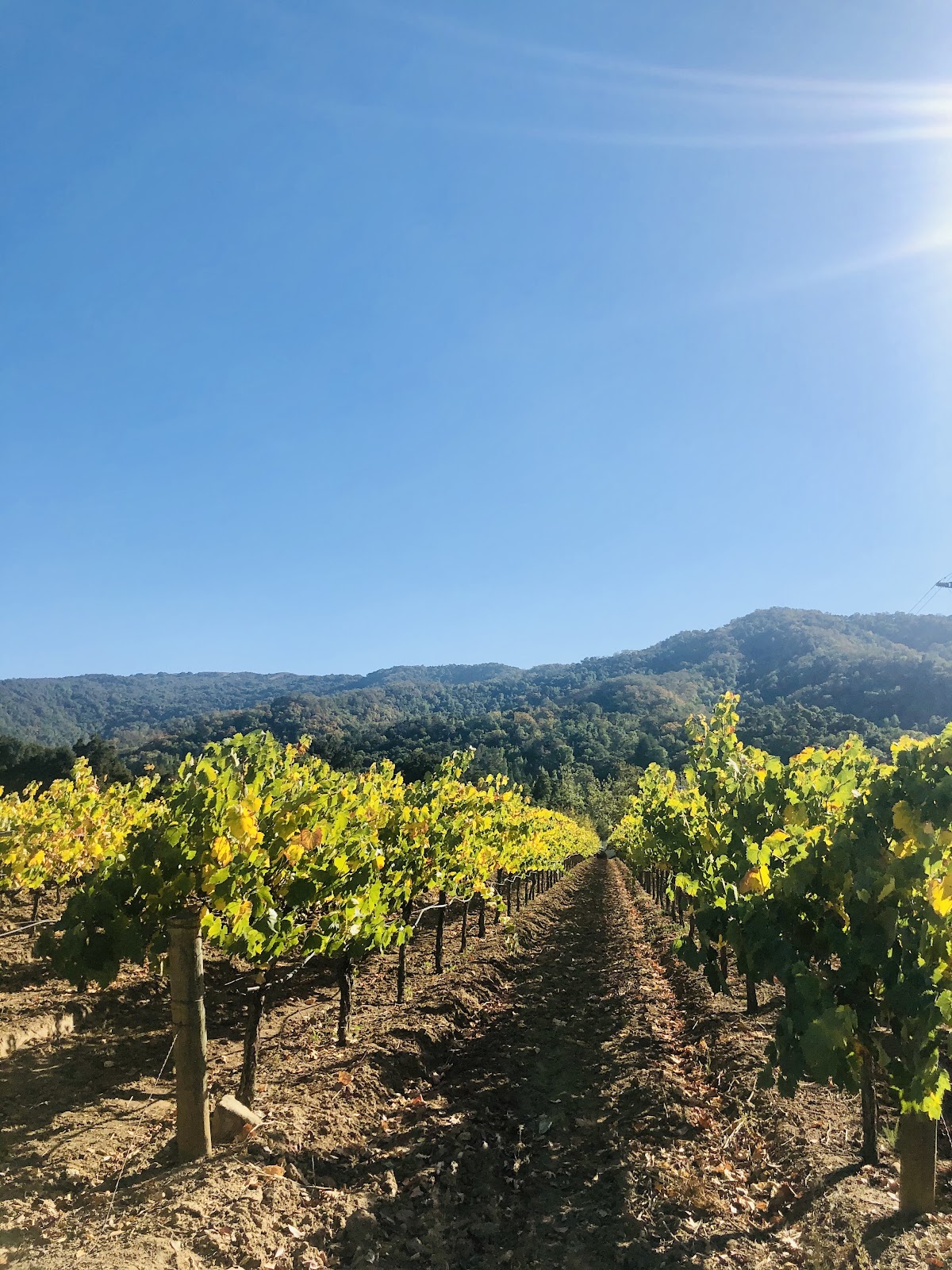 Solis Winery photo 6