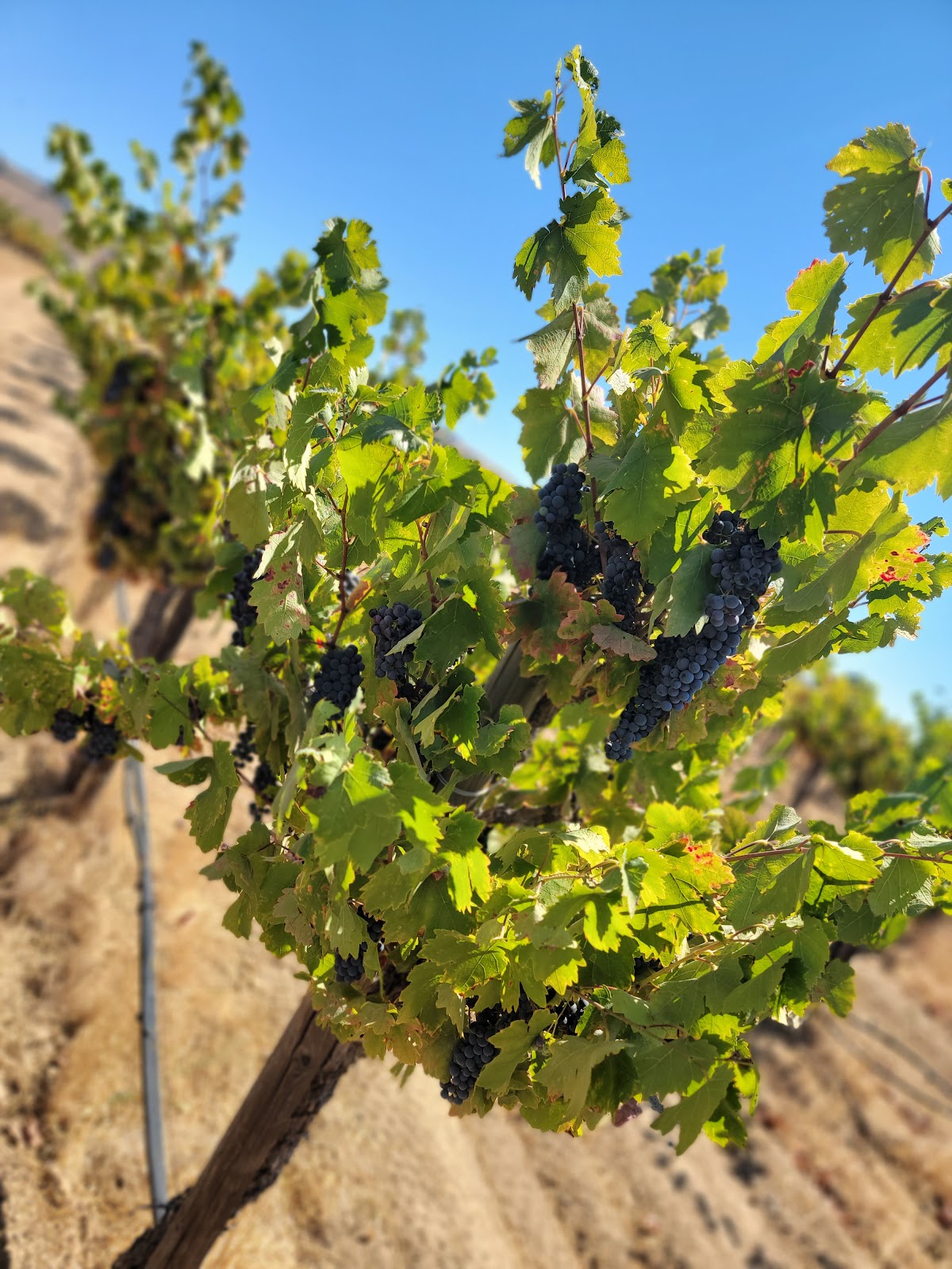 Satori Cellars photo 4