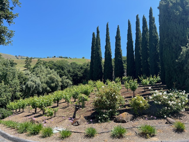 Bella Montagna Winery photo 6