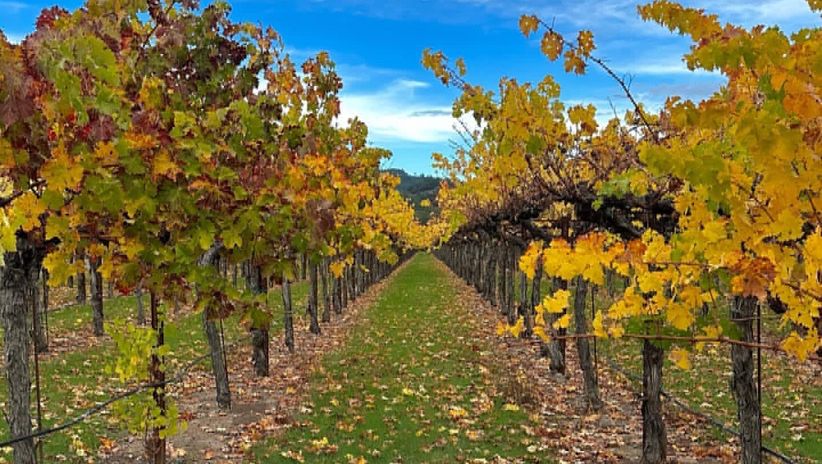 Bella Montagna Winery photo 1