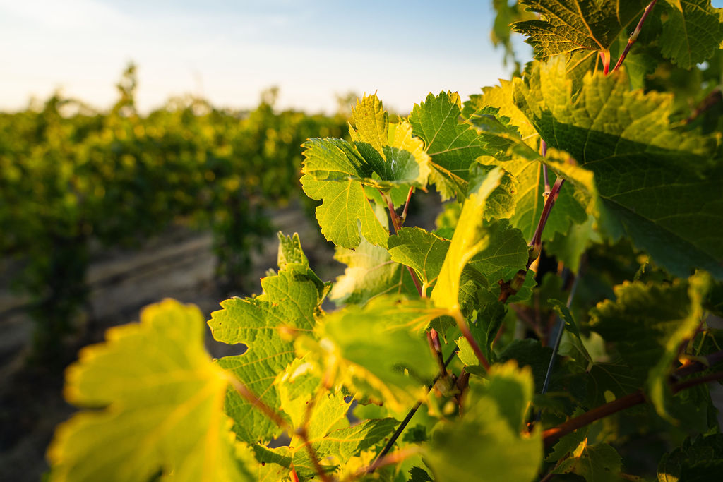 Amavi Cellars photo 6