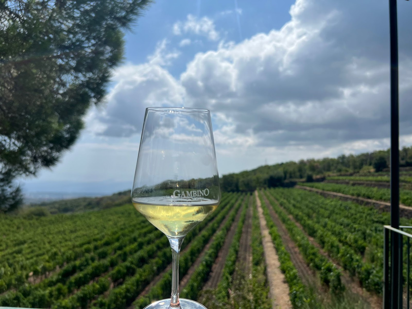 Gambino Vini photo 5
