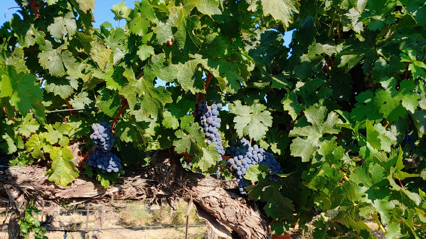 Chandler Reach Vineyards photo 1