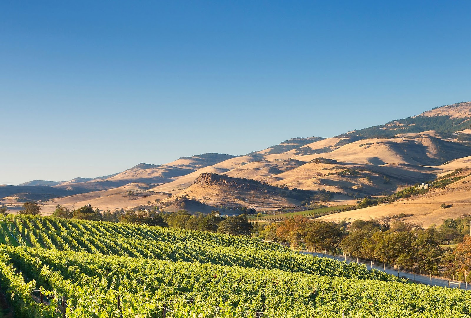Irvine & Roberts Vineyards photo 4