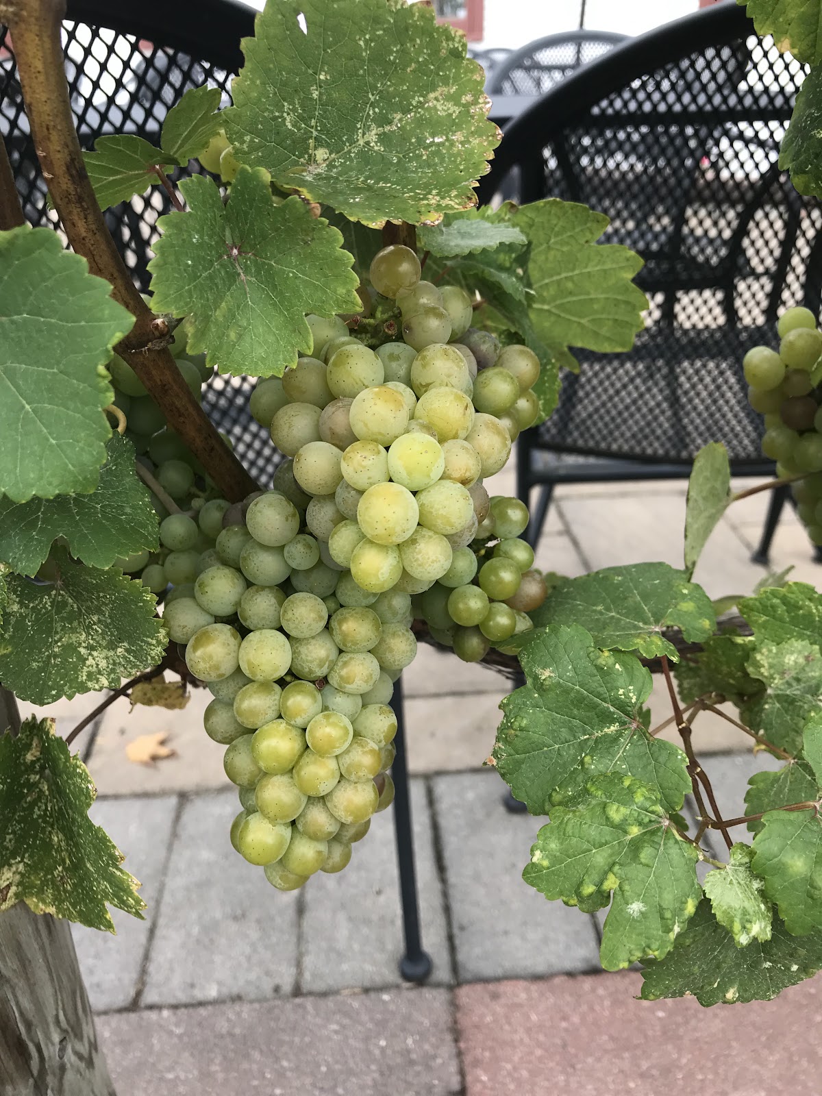 Peninsula Cellars photo 5