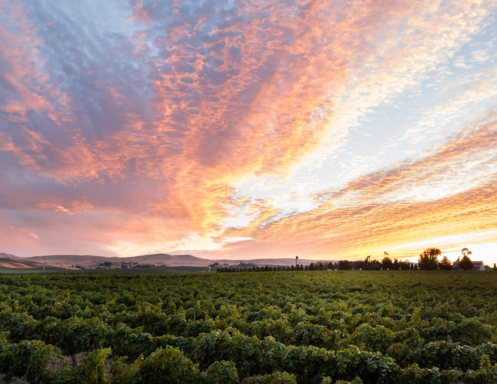 Hyatt Vineyards photo 1
