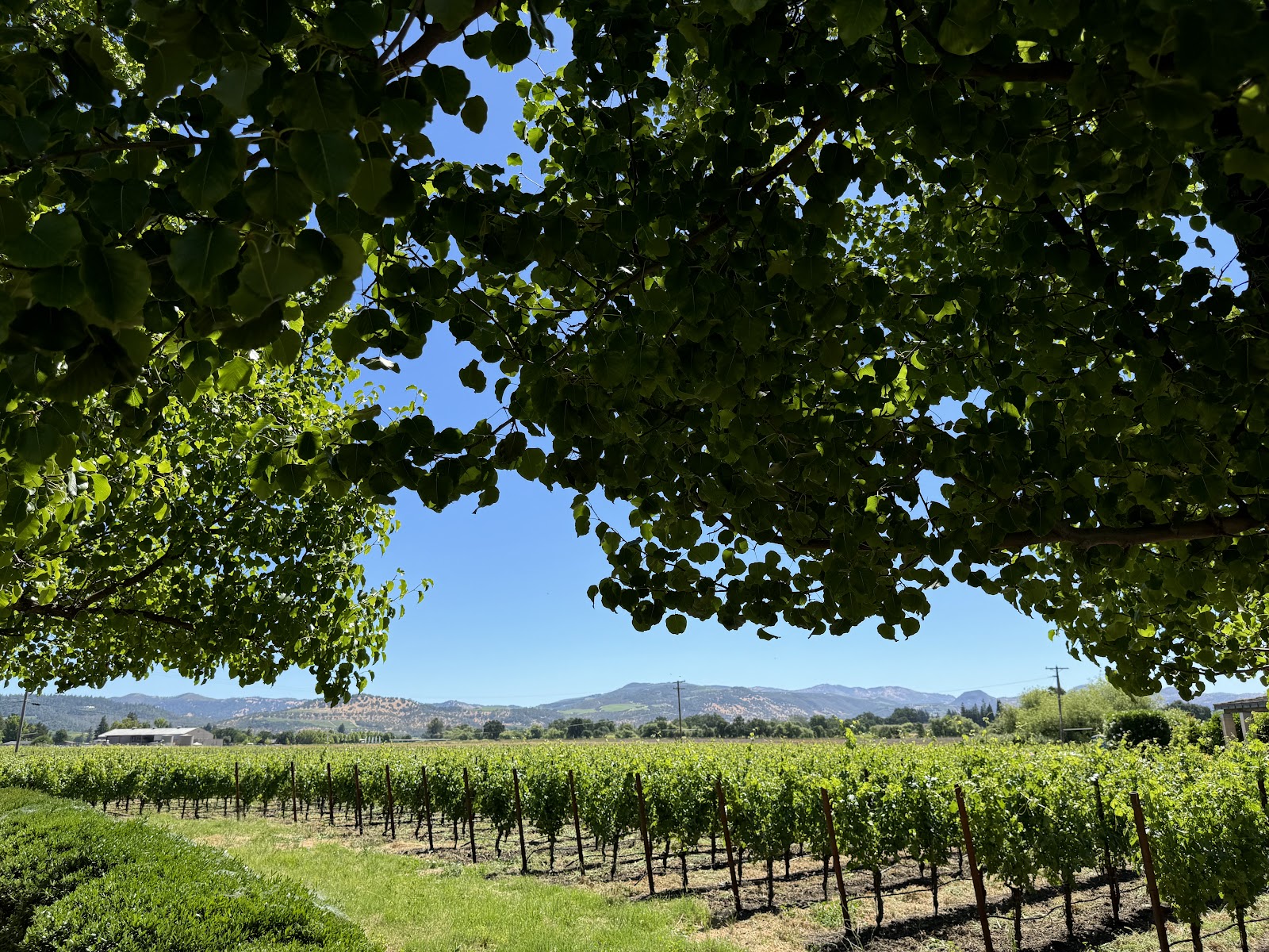 Revelette Wines photo 6