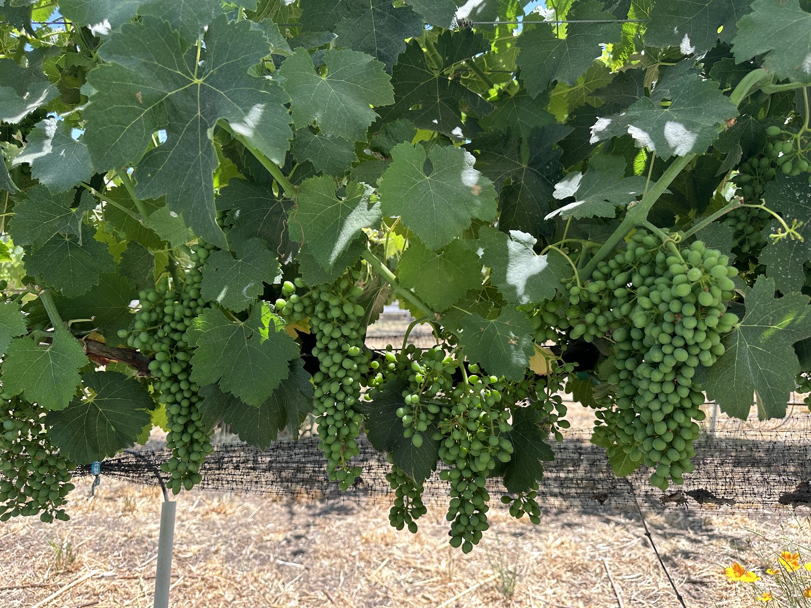 Little Uvas Vineyards photo 5