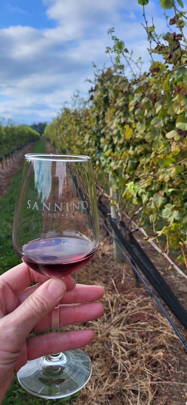 Sannino Vineyard photo 6