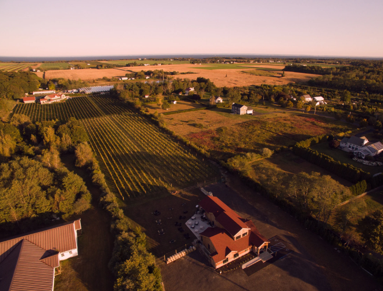 Sannino Vineyard photo 1