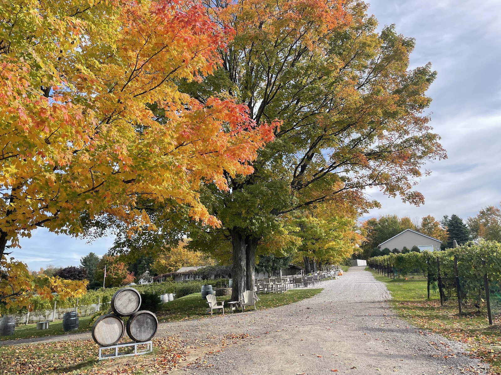 Bowers Harbor Vineyards photo 1