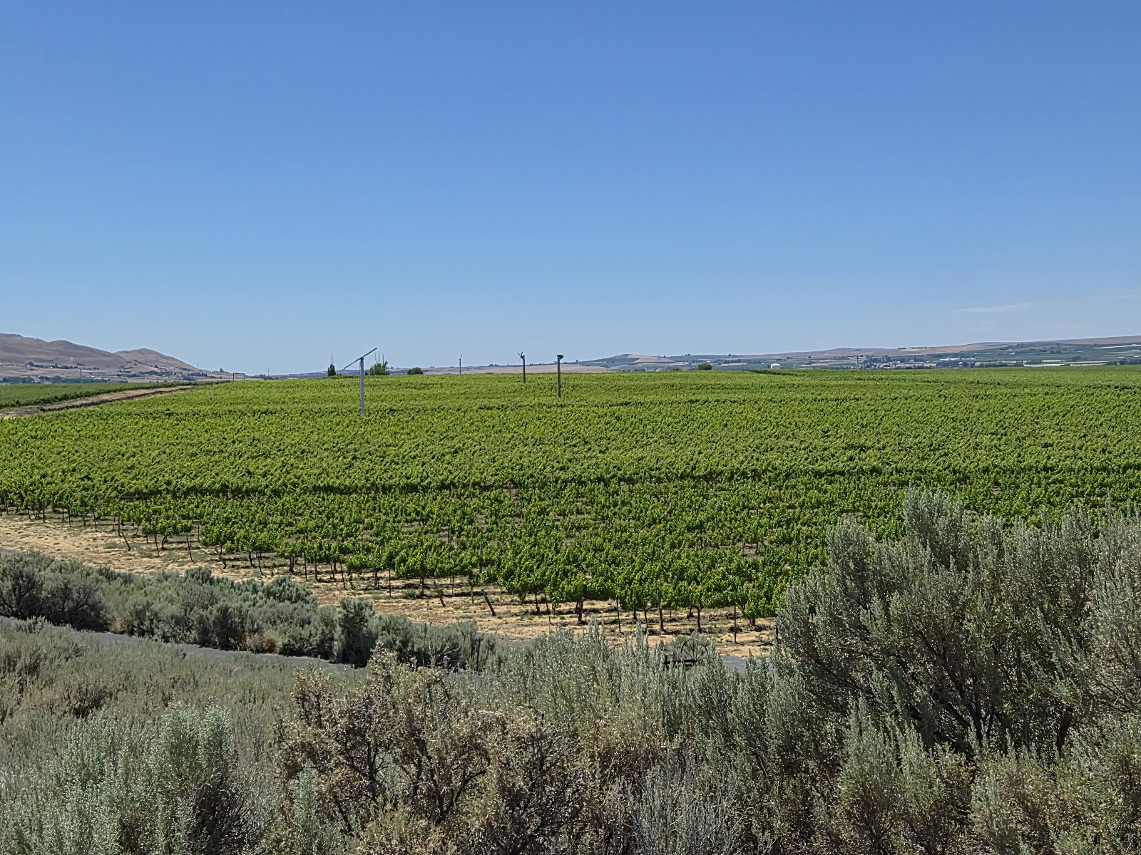 Kiona Vineyards photo 4