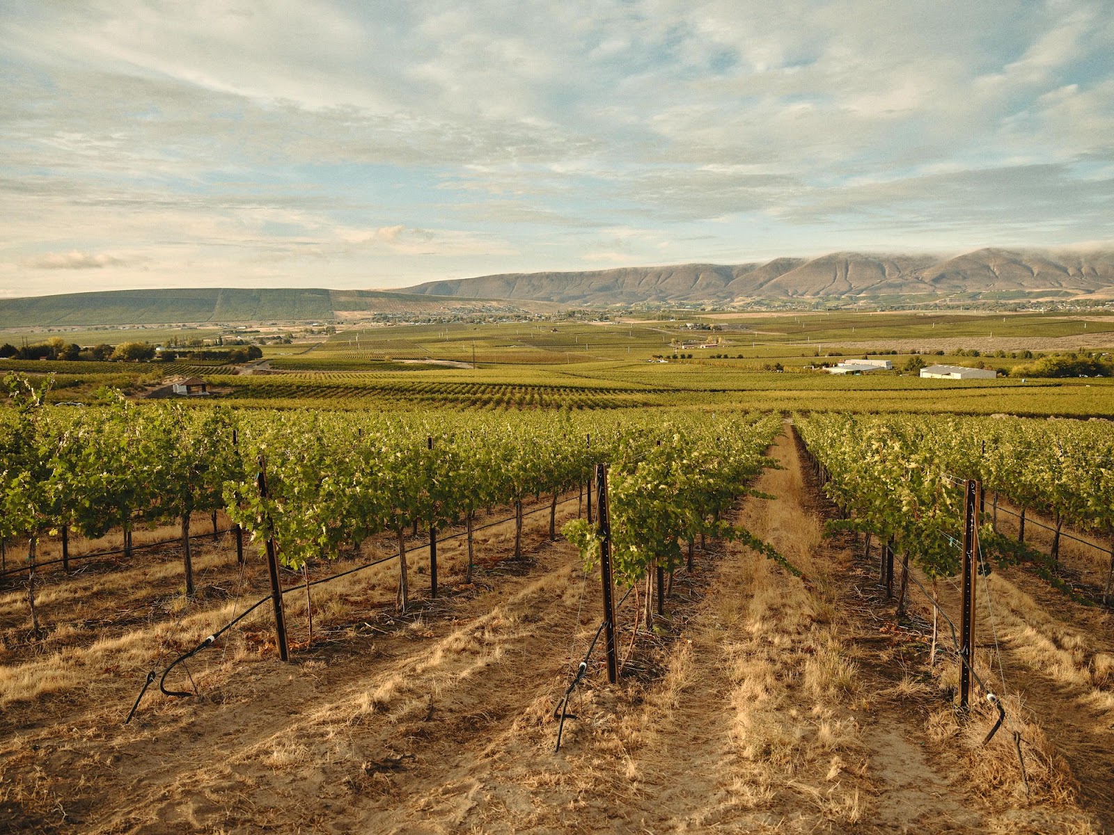 Kiona Vineyards photo 5