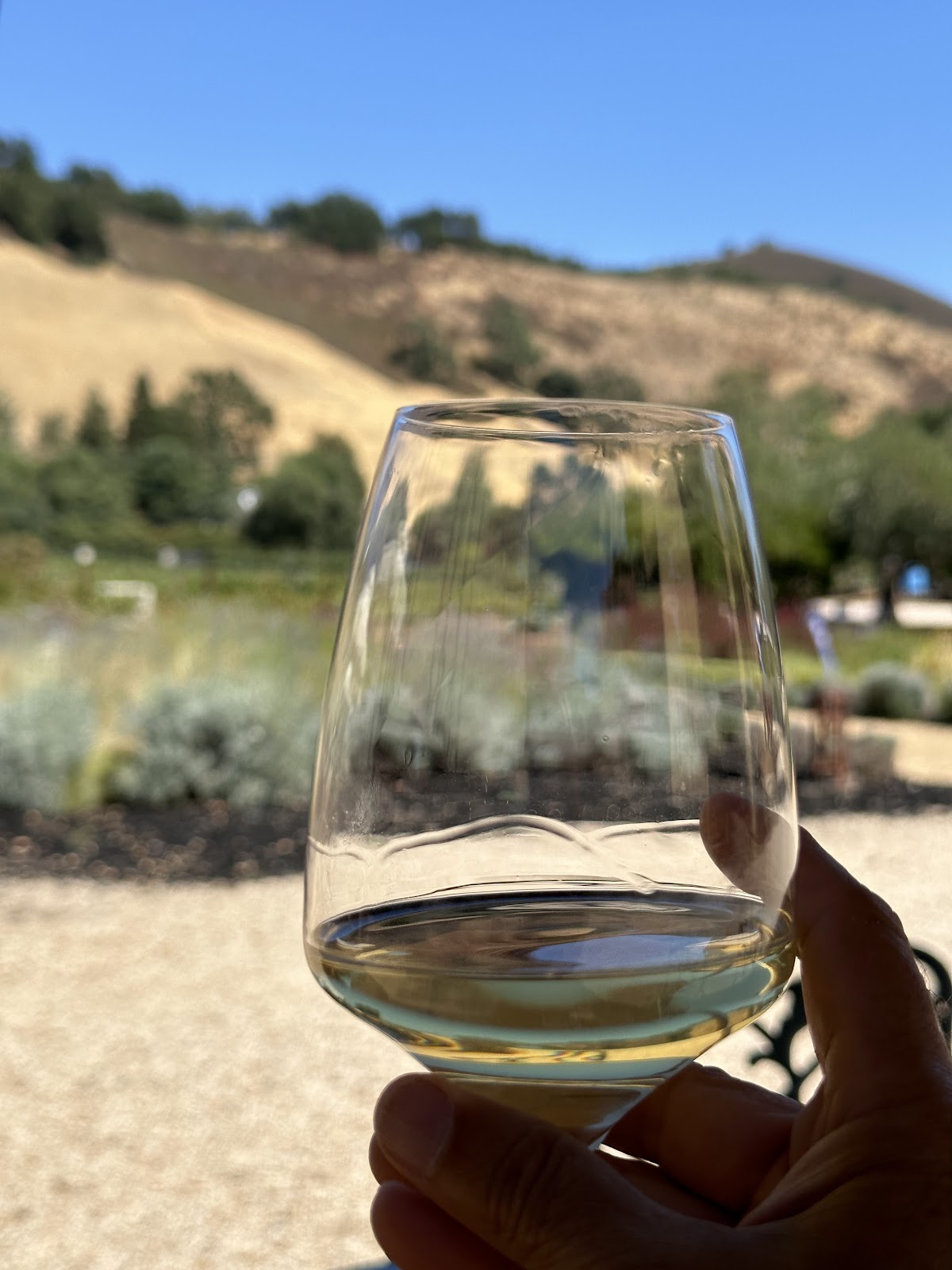 Horse Thief Vineyard photo 5