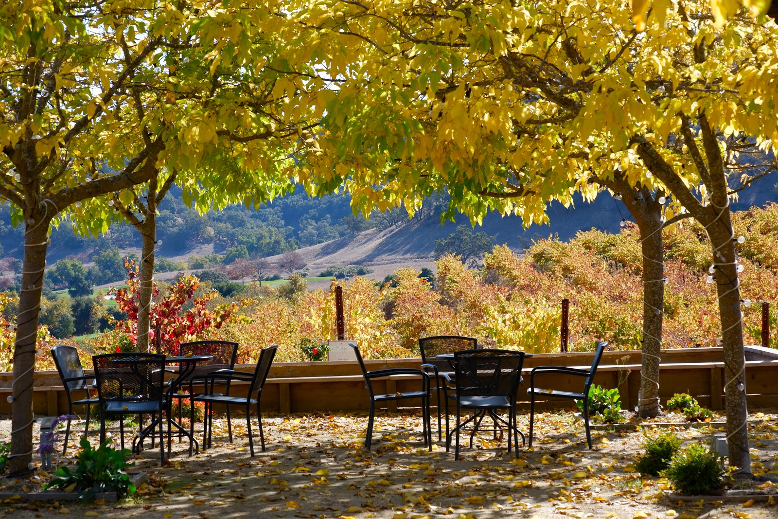 CordeValle Winery photo 6