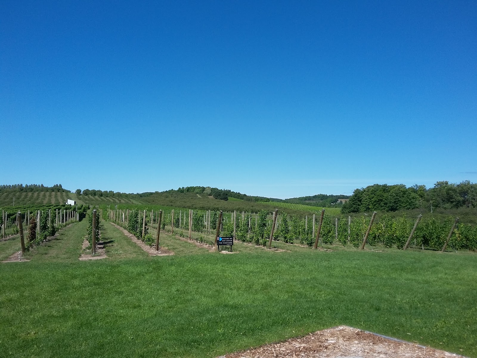Blustone Vineyards photo 5
