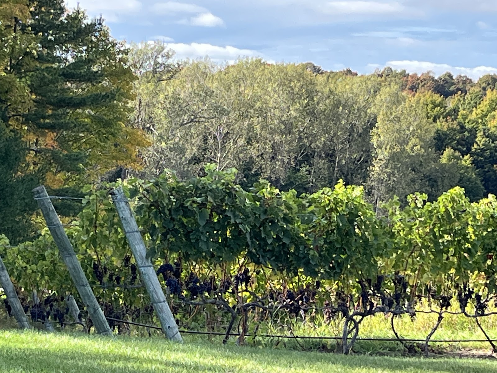 Blustone Vineyards photo 6