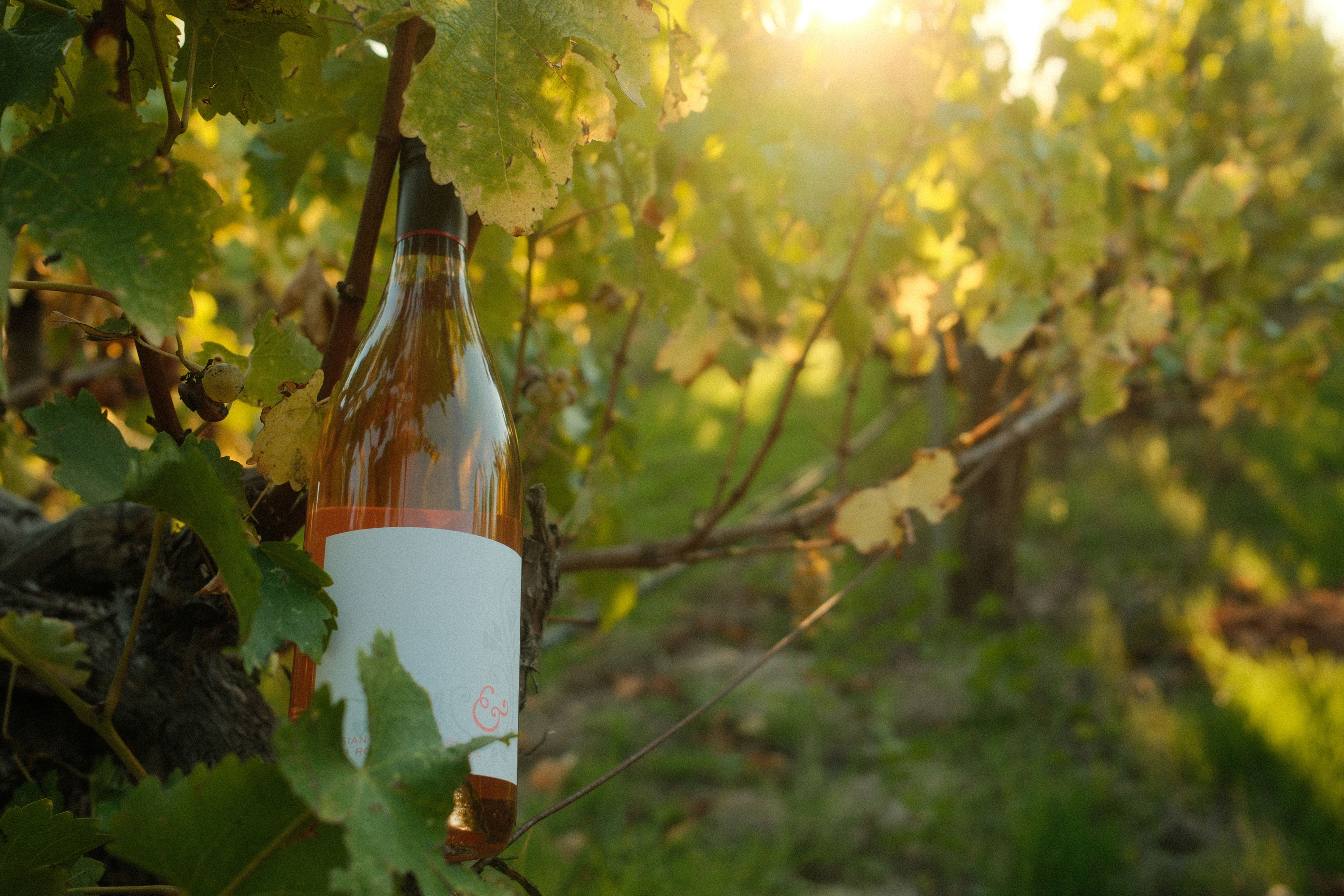 Hook & Ladder Vineyards & Winery photo 6