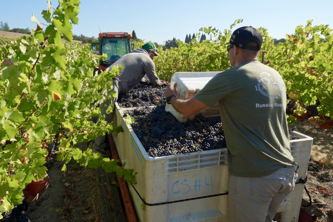 Hook & Ladder Vineyards & Winery photo 8