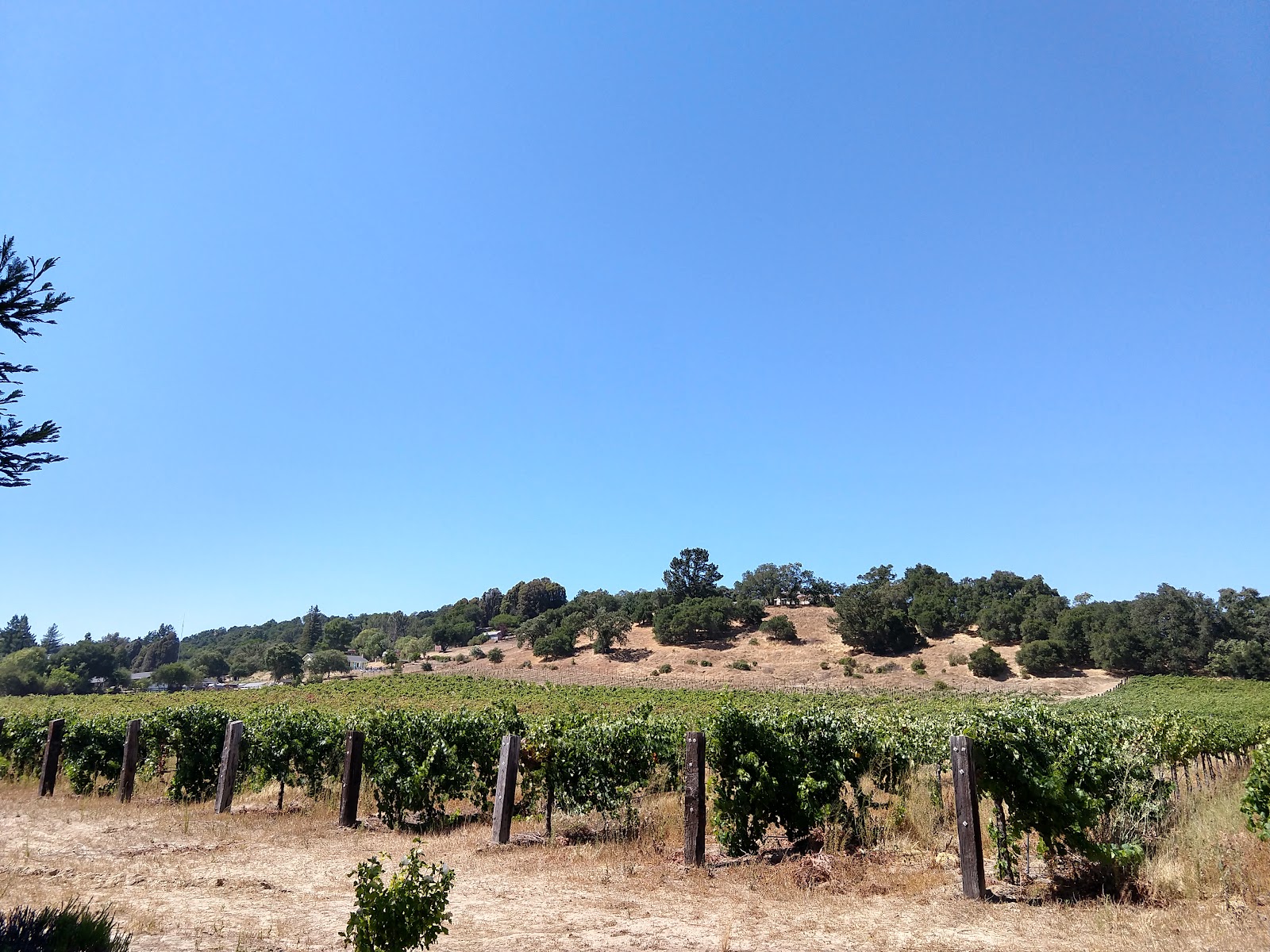 Fortino Winery photo 6