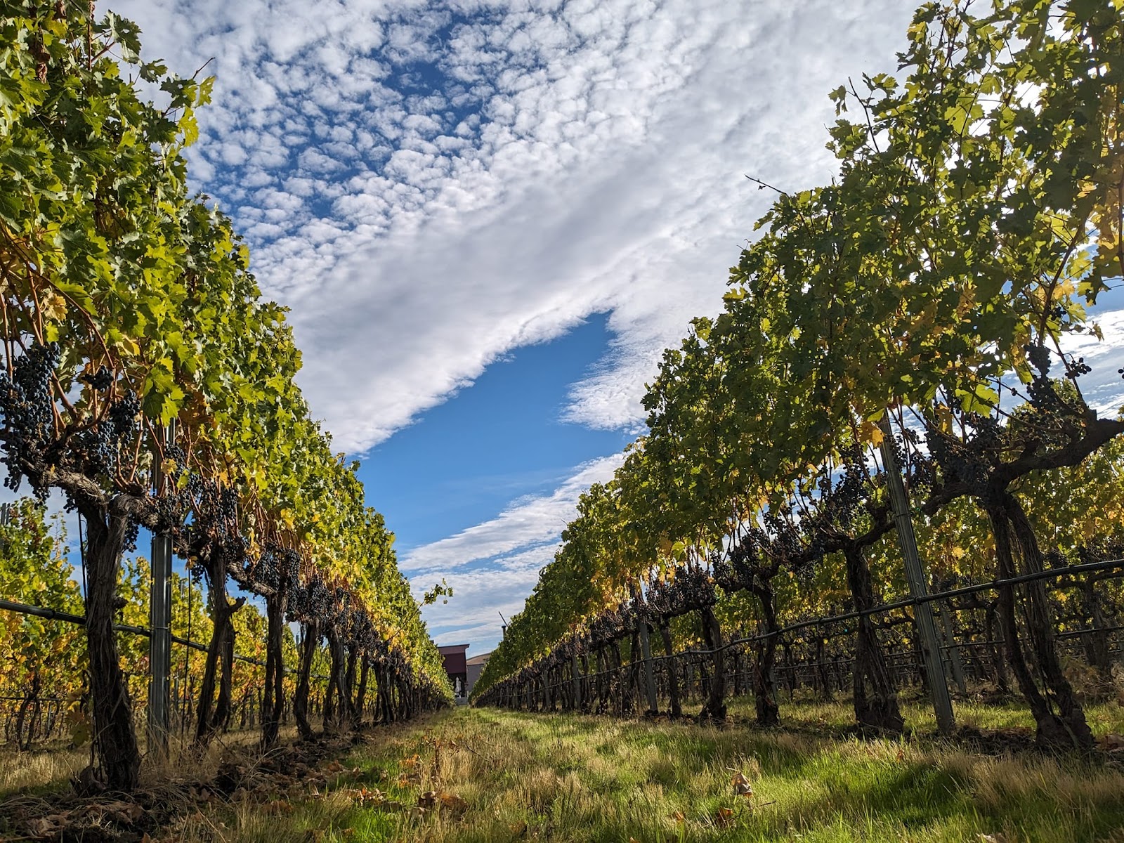 Walla Walla Vintners photo 6