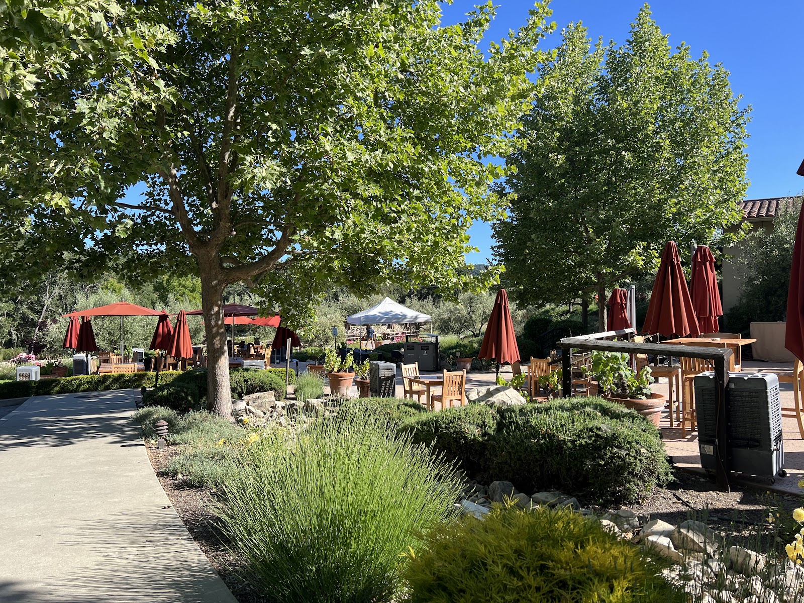 Tablas Creek Vineyard photo 4